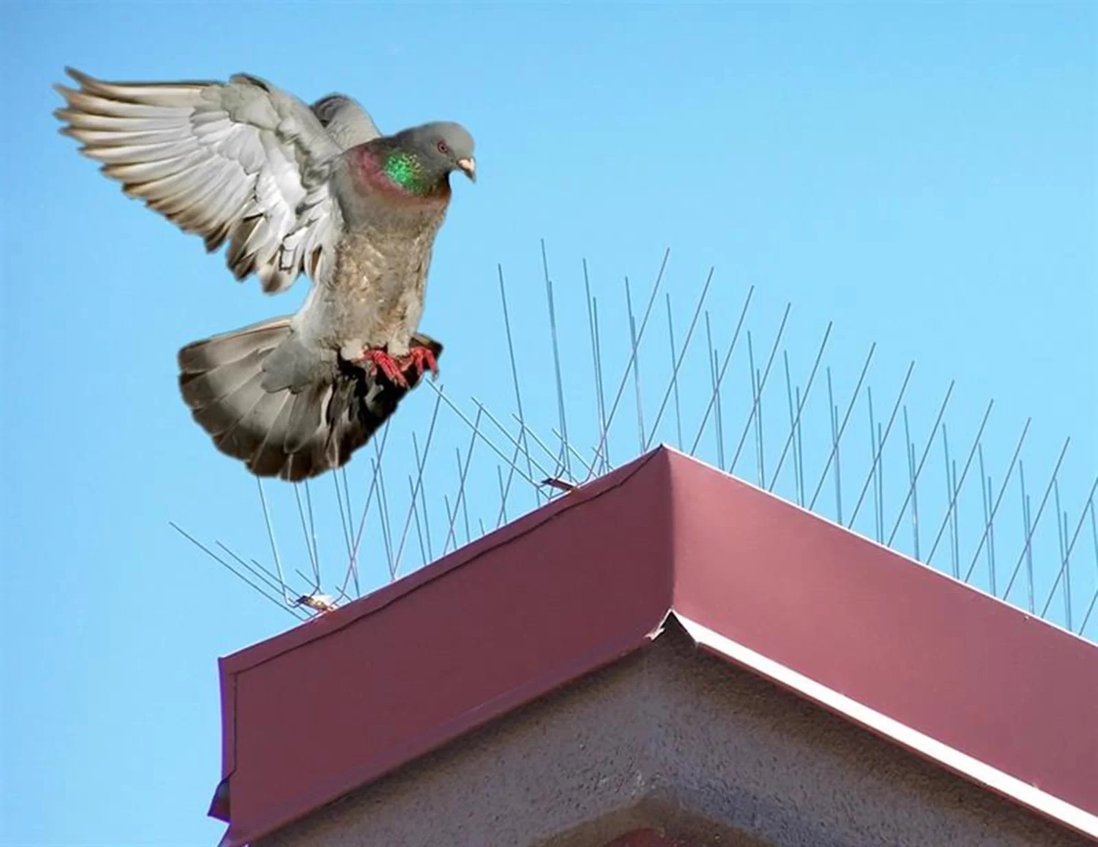 spikes bird proofing solar panels