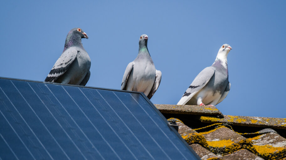 remove birds solar panels