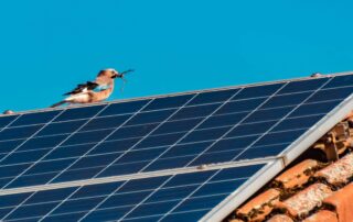 solar panel bird proofing american canyon featured image