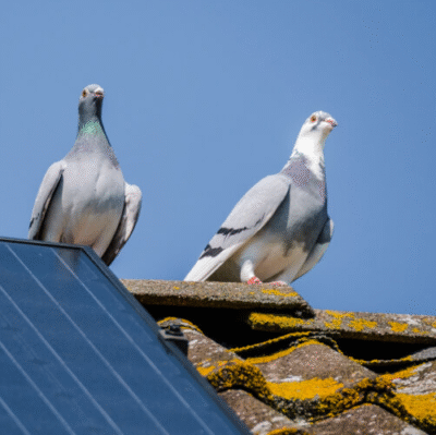 affordable solar panel bird proofing san jose california