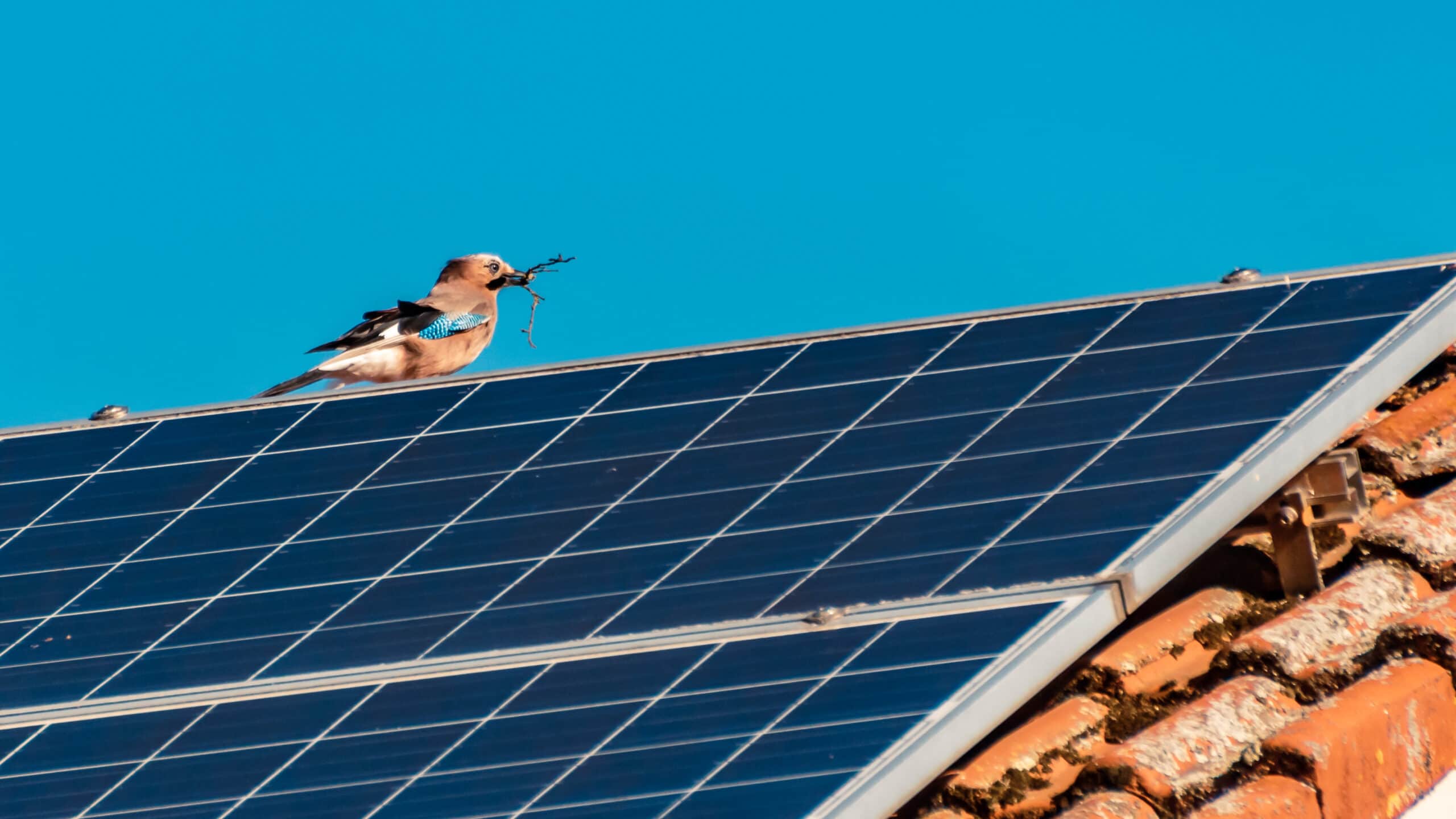 solar panel bird proofing san jose california